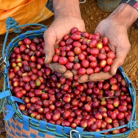 coffee beans
